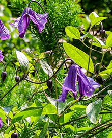 RÖSCH Baumschule und Pflanzenzentrum Abbildung Blumen