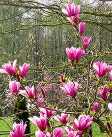 RÖSCH Baumschule und Pflanzenzentrum Abbildung blühende Magnolie